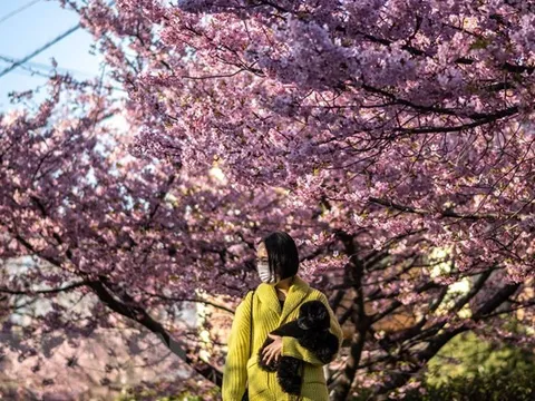 Thủ đô Tokyo của Nhật Bản đón mùa hoa anh đào sớm bất thường