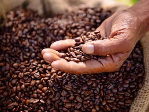 Giá cà phê hôm nay 15/3: Cập nhật giá cà phê Tây Nguyên và Miền Nam