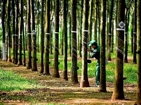 Giá cao su hôm nay 17/3: Cập nhật giá cao su trong nước và thế giới