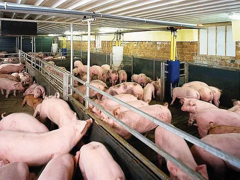 Giá heo hơi hôm nay 17/3: Giảm 1.000 - 2.000 đồng/kg ở 1 vài nơi