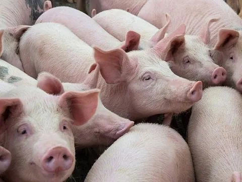 Giá heo hơi hôm nay 20/3: Giá heo cao nhất 51.000 đồng/kg