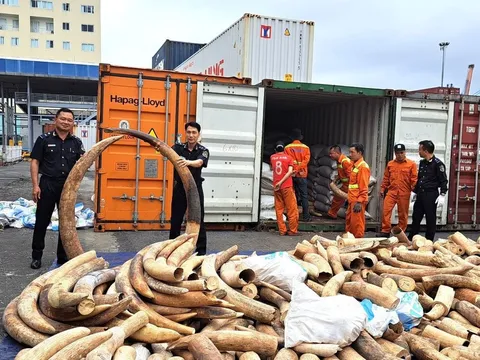 Hải quan Hải Phòng phát hiện vụ vận chuyển trái phép khoảng 7 tấn ngà voi