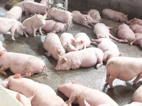 Giá heo hơi hôm nay 24/3: Chững lại ở cả 3 miền