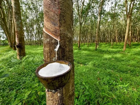 Giá cao su hôm nay 27/3: Cập nhật giá cao su trong nước và thế giới