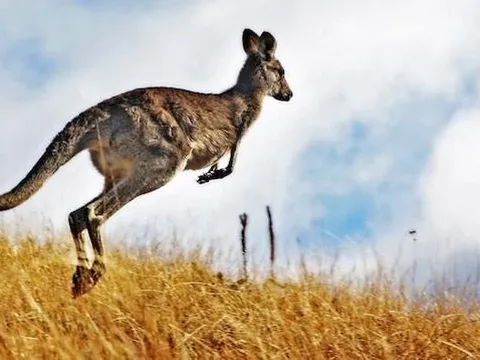 Australia cho phép săn bắn hàng triệu con kangaroo mỗi năm
