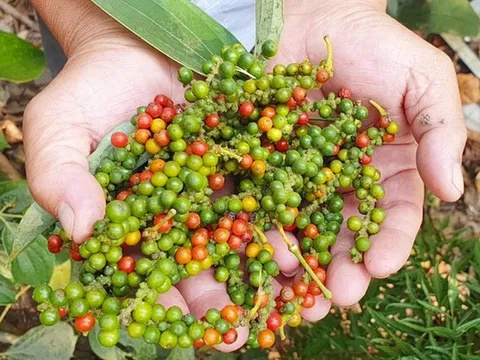 Giá tiêu hôm nay 29/3: Cập nhật giá tiêu tại Tây Nguyên và Miền Nam