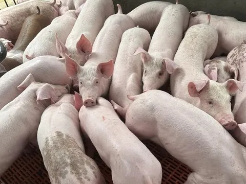 Giá heo hơi hôm nay 31/3: Đi ngang diện rộng, cao nhất 52000 đồng/kg