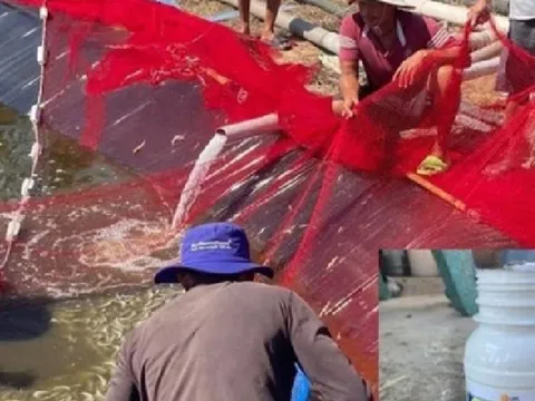 Người đàn ông đổ thuốc trừ sâu làm chết tôm thiệt hại 1,6 tỷ đồng vì nghi vợ... ngoại tình