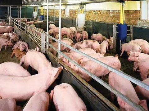 Giá heo hơi hôm nay 5/4: Tăng rải rác 1.000 - 2.000 đồng/kg