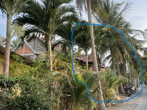 Vĩnh Long: Người dân cảnh báo hàng dừa ảnh hưởng an toàn lưới điện và tính mạng người đi đường