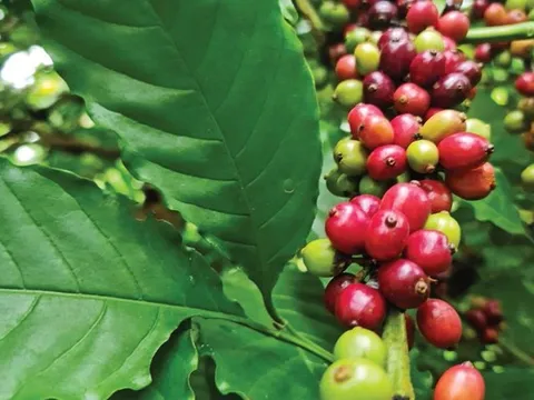 Giá cà phê hôm nay 7/4: Cập nhật giá cà phê Tây Nguyên và Miền Nam