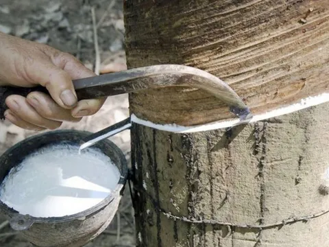 Giá cao su hôm nay 7/4: Cập nhật giá cao su trong nước và thế giới