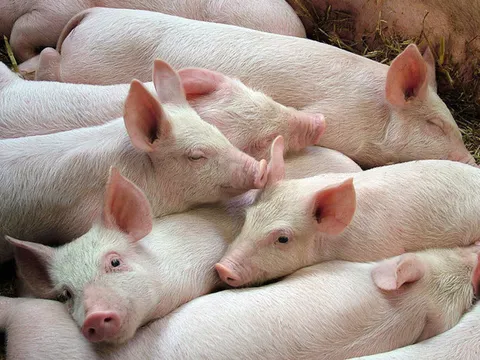 Giá heo hơi hôm nay 18/4: Tăng 1.000 - 2.000 đồng/kg