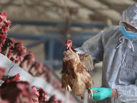 Cảnh báo ban đầu về khả năng lây lan virus H5N1 ở người