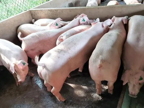Giá heo hơi hôm nay 8/6: Tăng nhẹ rải rác
