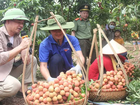 Bắc Giang: Chương trình du lịch “Lục Ngạn mùa vải chín” đã khai mạc