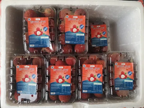 Vải không hạt của Việt Nam lần đầu có mặt tại thị trường Anh