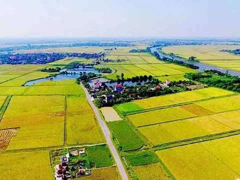 TP.HCM được quyền quyết định chuyển đổi đất trồng lúa dưới 500 ha