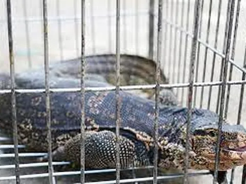 Kỳ đà quý hiếm bò vào sân nhà dân ở Hà Tĩnh