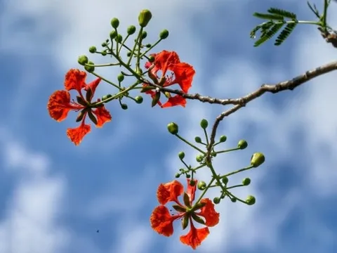 Bản tin thời tiết ngày 05-7-2023: Vùng hội tụ gió trên cao suy yếu, mưa ở miền Bắc giảm dần