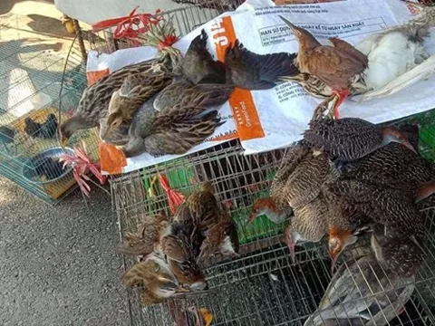 Hà Nội cấm săn bắt, sử dụng sản phẩm từ chim hoang dã