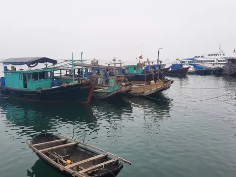 Từ 12h hôm nay, Quảng Ninh cấm biển, Hải Phòng tạm dừng tham quan Vịnh Cát Bà