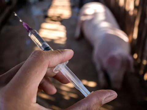 Việt Nam lần đầu xuất khẩu vaccine ASF