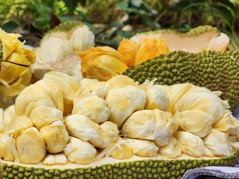 Độc lạ giống mít ở miền Tây thơm lừng mùi sầu riêng, giá 'chát' vẫn 'cháy' hàng