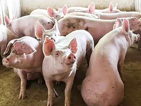 Giá heo hơi hôm nay 8/8: Tăng ở nhiều tỉnh thành