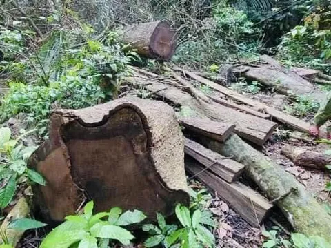 Gia Lai: Khởi tố, bắt tạm giam 02 đối tượng phá rừng
