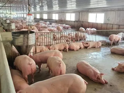 Giá heo hơi hôm nay 9/10: Dao động khoảng 50.000 - 54.000 đồng/kg