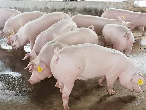 Giá heo hơi hôm nay 19/10: Thấp nhất ở mức 47.000 đồng/kg