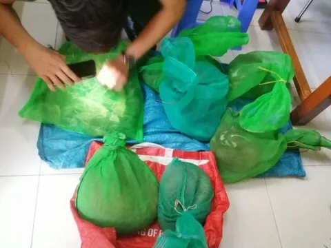 Phú Yên: Khởi tố người phụ nữ chở 11 động vật hoang dã quý hiếm