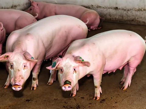 Giá heo hơi hôm nay 27/10: Cao nhất 54.000 đồng/kg