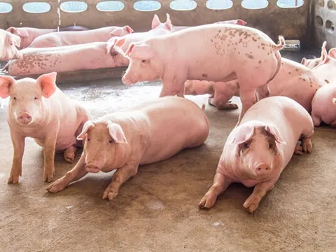 Giá heo hơi hôm nay 2/11/2023: Dao động khoảng 50.000 - 54.000 đồng/kg