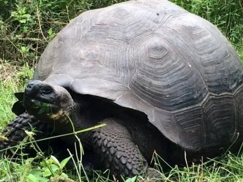 Loài rùa khổng lồ Galapagos ở Ecuador đang bị đe doạ bởi rác thải