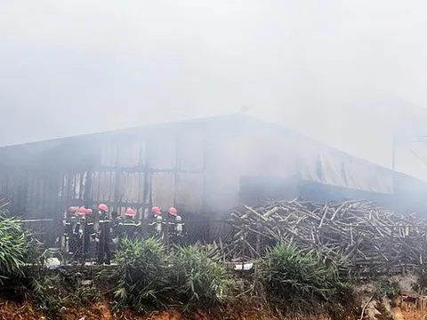 Xưởng nấm lớn nhất tỉnh Lâm Đồng bị 'bà hỏa' thiêu rụi trong tích tắc