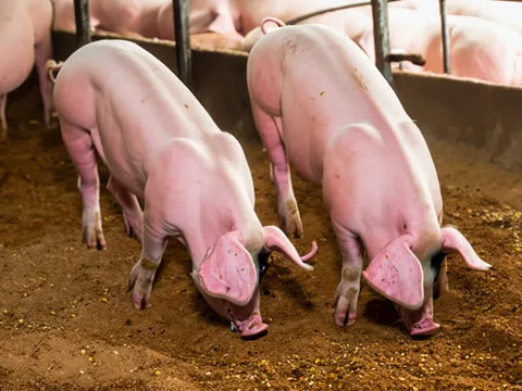 Giá heo hơi hôm nay 14/12: Biến động trái chiều 1000 - 2000 đồng/kg