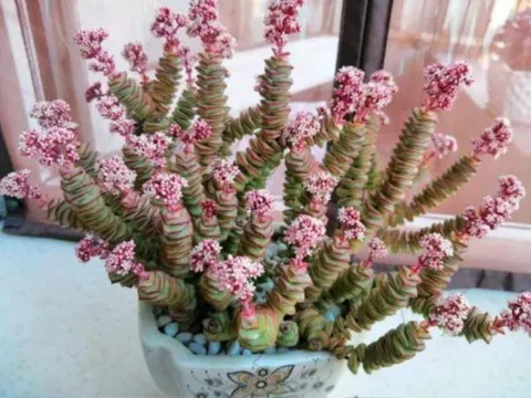 4 cây cảnh để bàn không thể thiếu cho người mê danh vọng, mến tiền tài