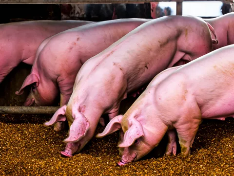 Giá heo hơi hôm nay 8/1/2024: Ổn định mức 48.000 - 52.000 đồng/kg