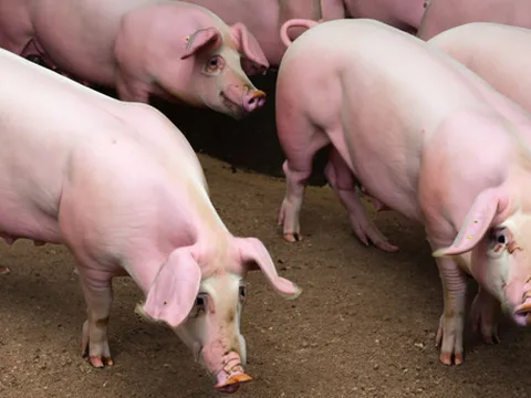 Giá heo hơi hôm nay 9/1/2024: Tăng rải rác 1.000 - 2.000 đồng/kg