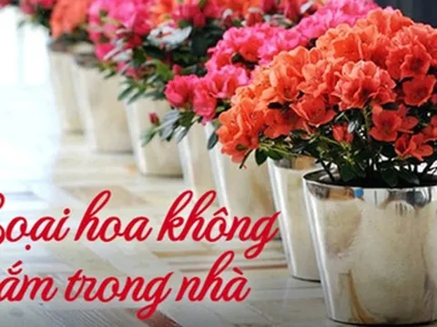 Các loại hoa hay được dùng ngày Tết nhưng lại chứa chất độc chết người, lưu ý cắm đón năm mới