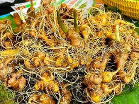 Quảng Nam: Khởi tố hai đối tượng trộm và người tiêu thụ sâm Ngọc Linh