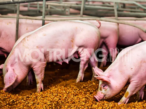 Giá heo hơi hôm nay 17/1/2024: Tăng rải rác từ 1.000 – 3.000 đồng/kg