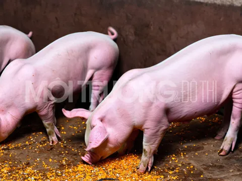Giá heo hơi hôm nay 18/1/2024: Tăng cao nhất 3.000 đồng/kg