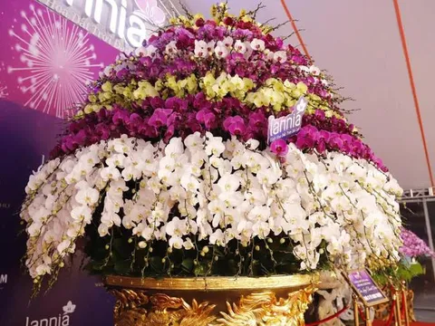 Chiêm ngưỡng chậu lan hồ điệp được rao bán với giá gần 4 tỷ đồng phục vụ dịp Tết Nguyên đán
