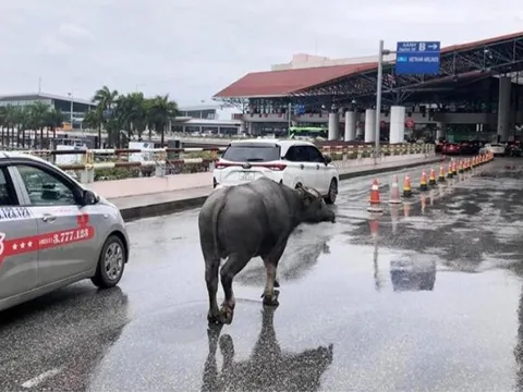 Hi hữu: Một con trâu xuất hiện nhà ga hành khách sân bay Nội Bài
