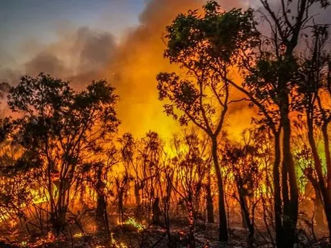 Australia: Nắng nóng cực đoan làm gia tăng nguy cơ cháy rừng