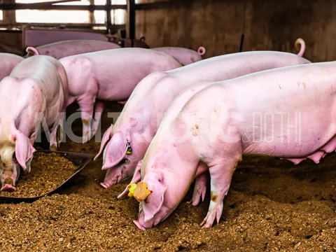 Giá heo hơi hôm nay 23/1/2024: Tăng giảm trái chiều 1.000 - 3.000 đồng/kg