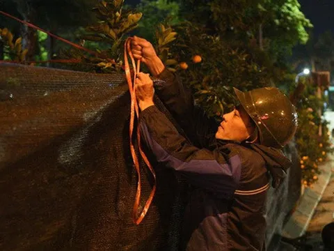 Hà Nội mưa rét kỷ lục, người bán đào quất Tết lo ế!